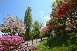 小樽公園の様子（市立小樽図書館から市民会館へ続く道では、春にはツツジが咲き誇ります）