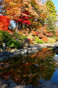 小樽公園の様子（秋の日本庭園は色鮮やかな紅葉に彩られます）