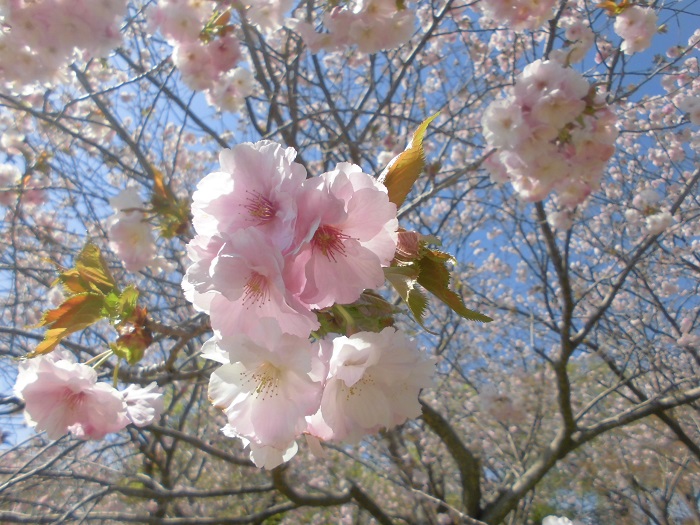 手宮公園桜2