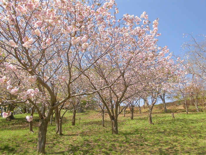 手宮公園桜3
