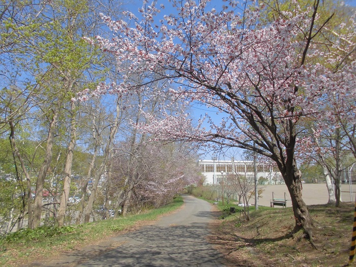 小樽公園桜1