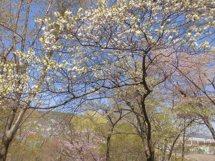 小樽公園桜2