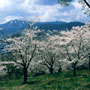 栗林と桜の手宮公園