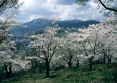 栗林と桜の手宮公園