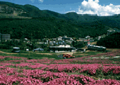 朝里川温泉郷とスキー場