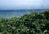 ハマナス咲く１０キロメートルの砂浜