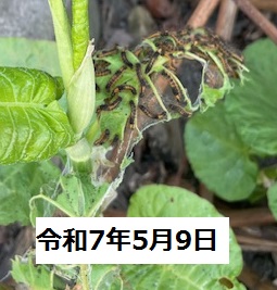 ドクガ幼虫
