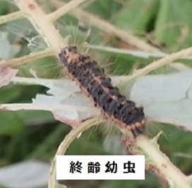 ドクガ終齢幼虫