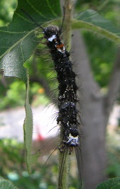 カシワマイマイ幼虫