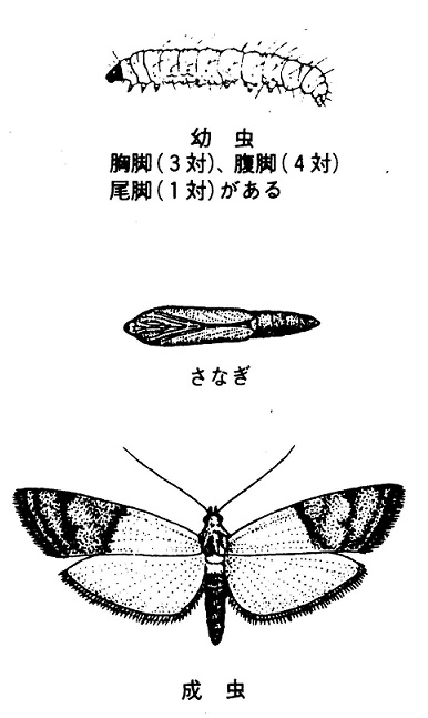 ノシメマダラメイガの画像