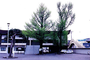 龍徳寺の保存樹木