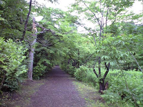 なえぼ公園の散策路