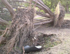 シリーズ災害に備える15_台風の後