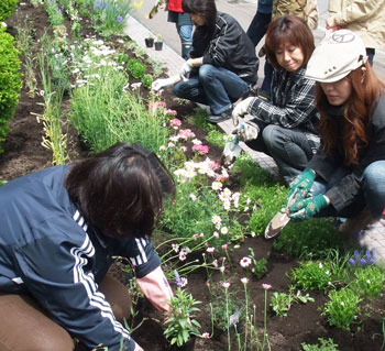 植え込み作業