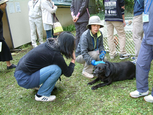 ペットの飼い主探し