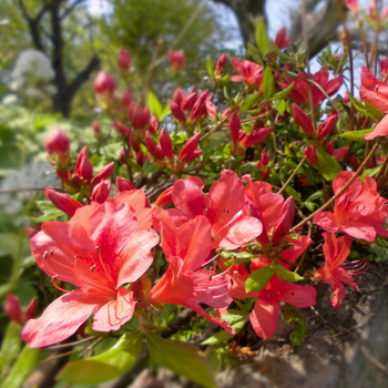 小樽の花ヤマツツジ