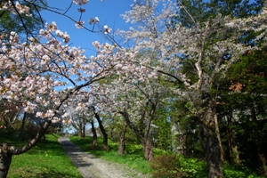 小樽公園の様子（市民会館から総合体育館へ続く散策路には桜がトンネルのように咲きます。）