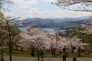 春の手宮公園では満開の桜の向こうに小樽港が見えます