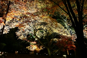 なえぼ公園秋の紅葉ライトアップの様子