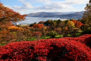 手宮緑化植物園の秋は赤や黄色の色とりどりの紅葉に包まれます。
