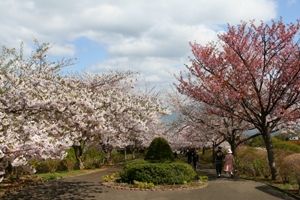 手宮緑化植物園の桜並木