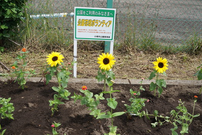 植花の様子その４