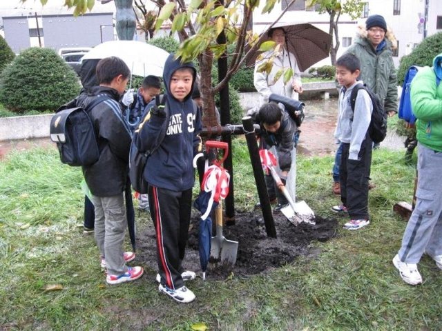 桜の植樹