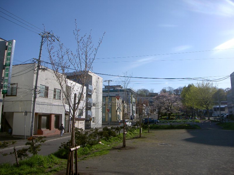 植樹した桜