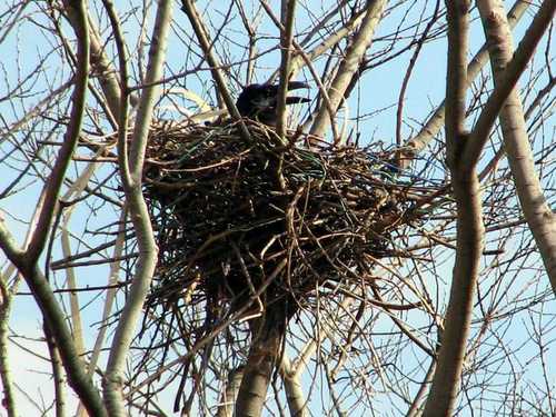 カラスの巣