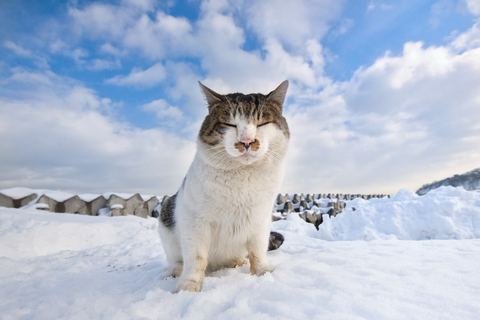 土肥美帆写真展 北に生きる猫 展示予定写真