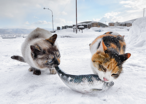 土肥美帆写真展 北に生きる猫 展示予定写真