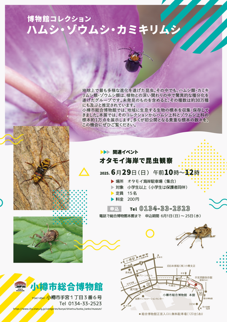 ハムシ・ゾウムシ・カミキリムシ展チラシ裏