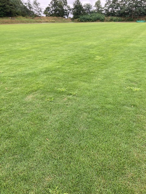 手宮公園競技場芝4