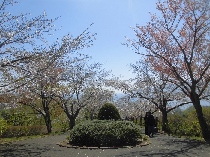手宮公園桜4