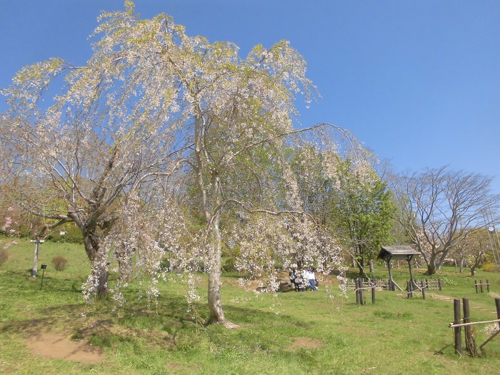 手宮公園桜5