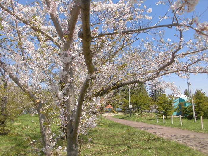 平磯公園1