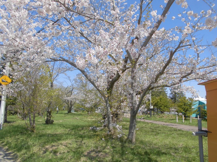 平磯公園2