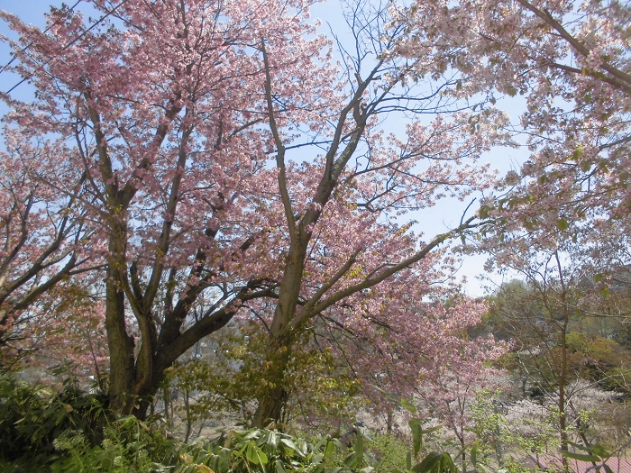 小樽公園桜3