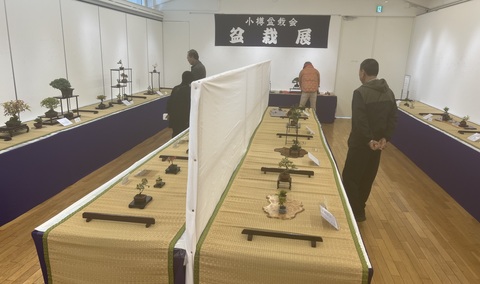 令和６年度小樽市文化祭-盆栽展-会場風景1