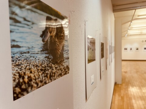 令和６年度小樽市文化祭-写真市展-会場風景2