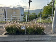 桜、望洋台フラワータウン写真2