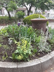 おたる市民とみどりをつなぐ会写真1