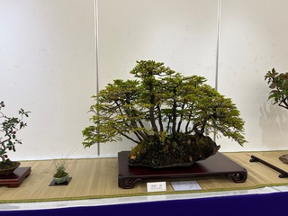 盆栽展写真1 盆栽展写真1