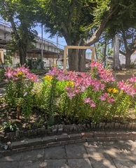 市民とみどりをつなぐ会写真2