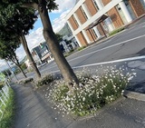 フラワータウン写真1