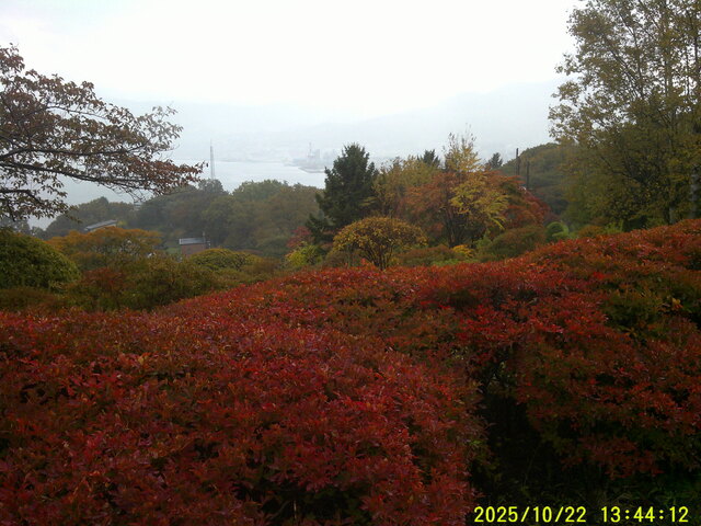 手宮緑化紅葉2