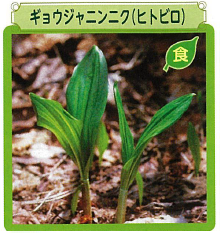 ギョウジャニンニク