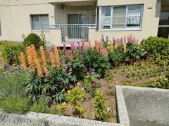道営桜団地自治会写真1