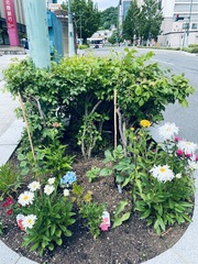 メイナノサキナ写真1